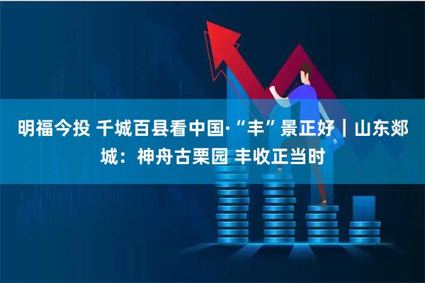 明福今投 千城百县看中国·“丰”景正好｜山东郯城：神舟古栗园 丰收正当时